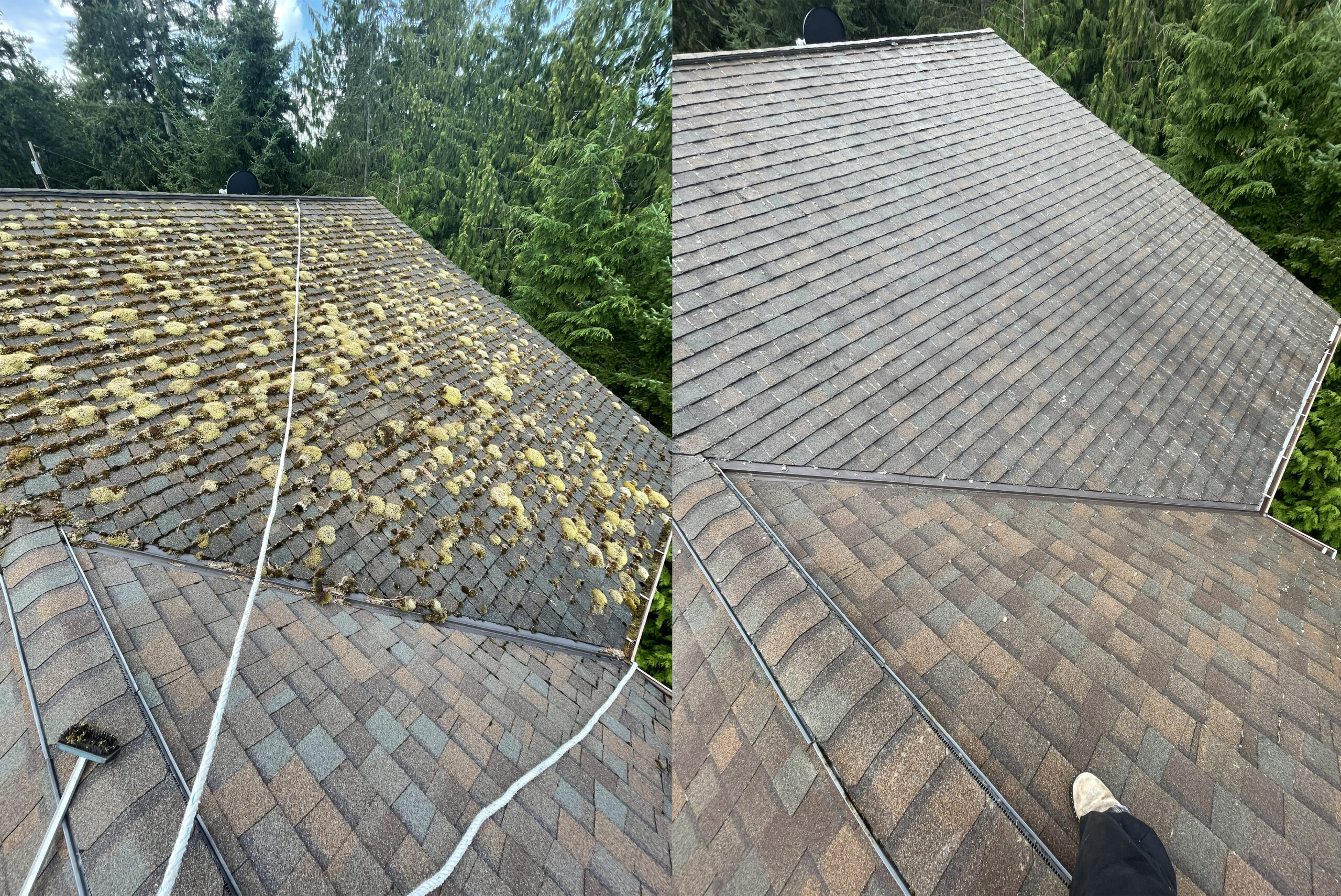 professional rooftop moss removal before and after